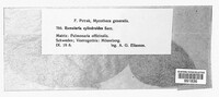 Ramularia cylindroides image